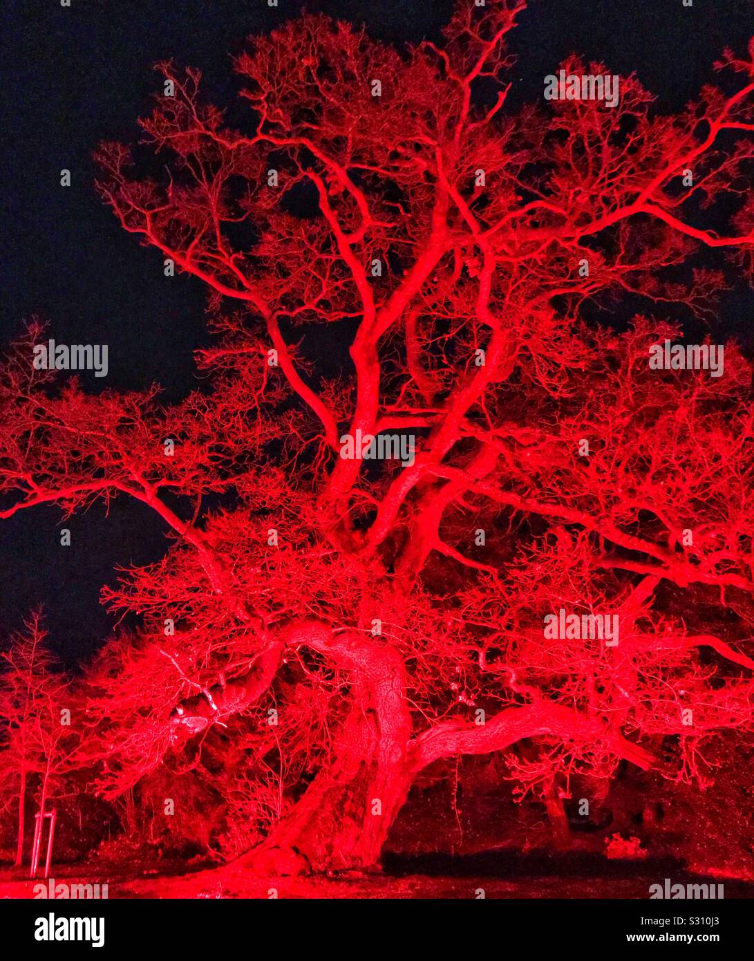 Il Palazzo di Blenheim e illuminata la luce di Natale Trail 2019 - Albero illuminato con luce rossa Foto Stock