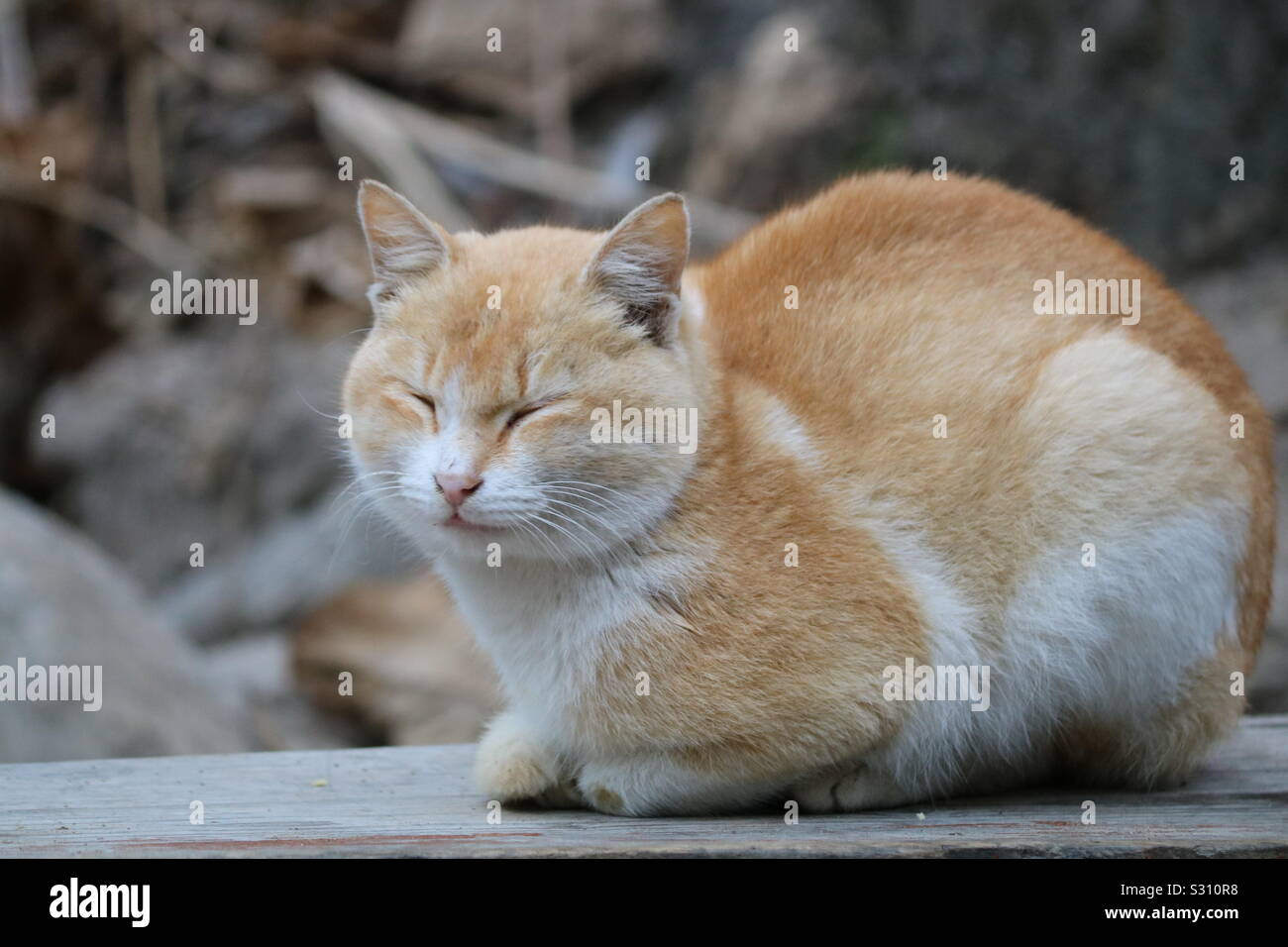 Cute cat Foto Stock