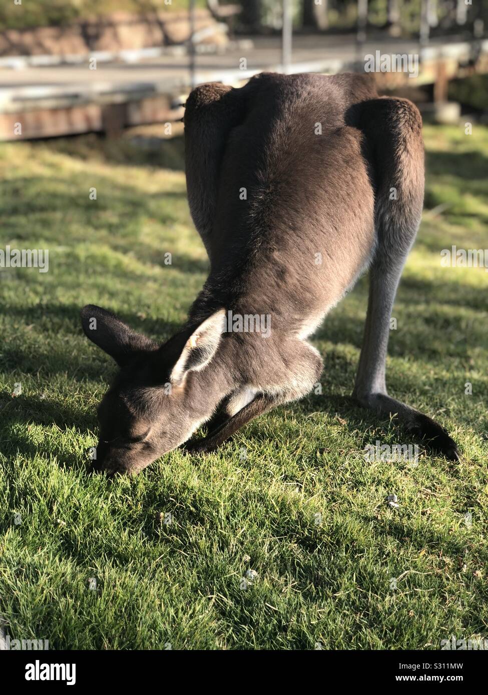 Giovani Kangaroo Foto Stock