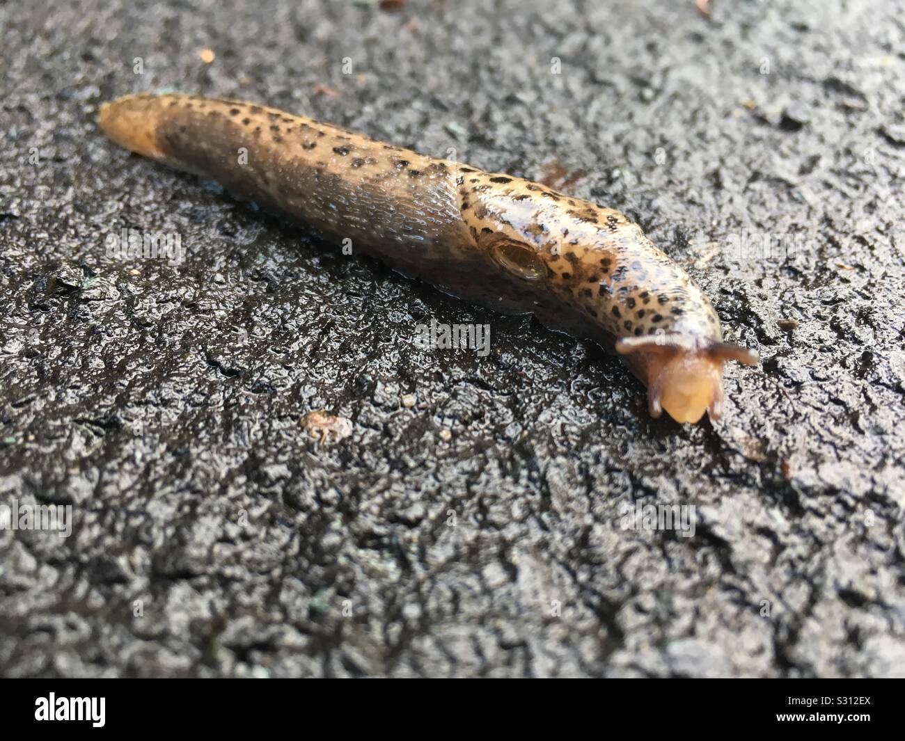 Leopard Slug Foto Stock