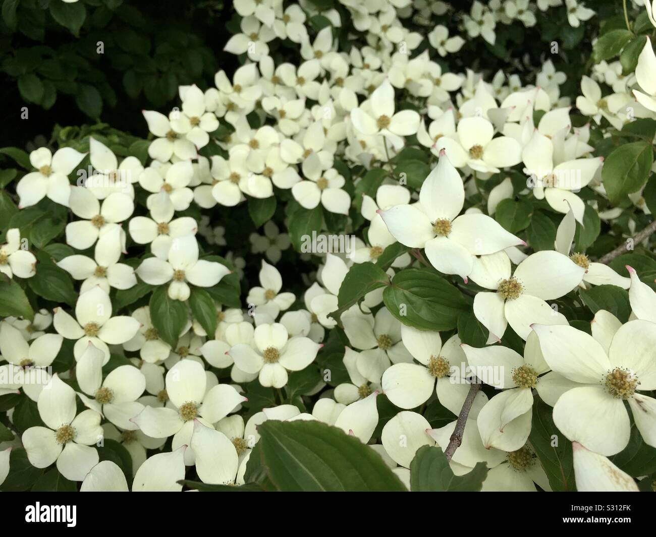 Cornus kousa noto anche come il giapponese sanguinello fiore Foto Stock