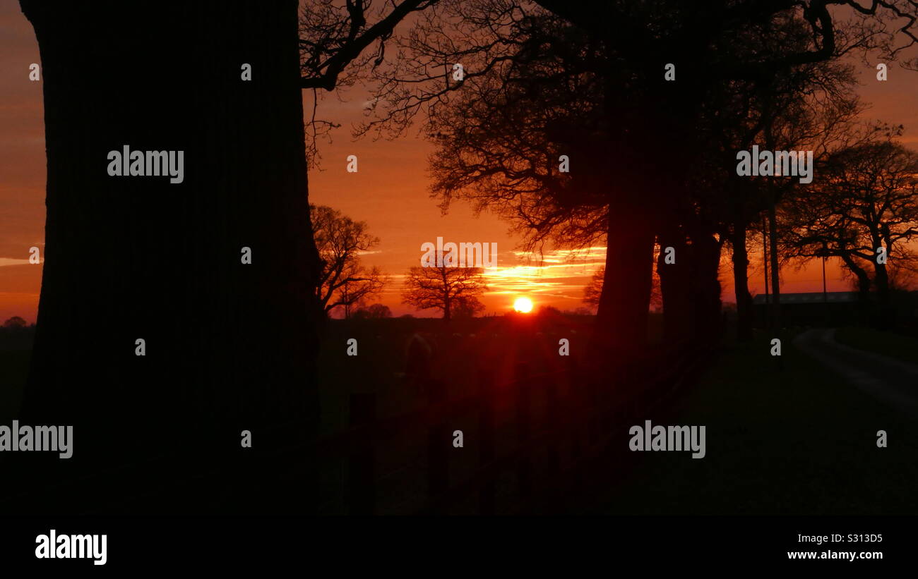 Inverno tramonto visto attraverso gli alberi - Immagine stock catturata con smartphone