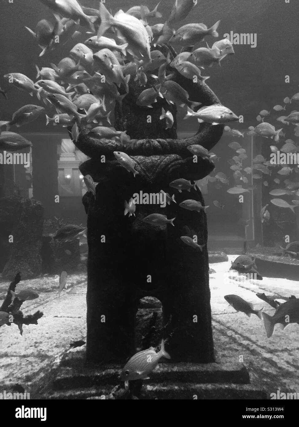 Nuoto subacqueo, Atlantis Hotel Foto Stock