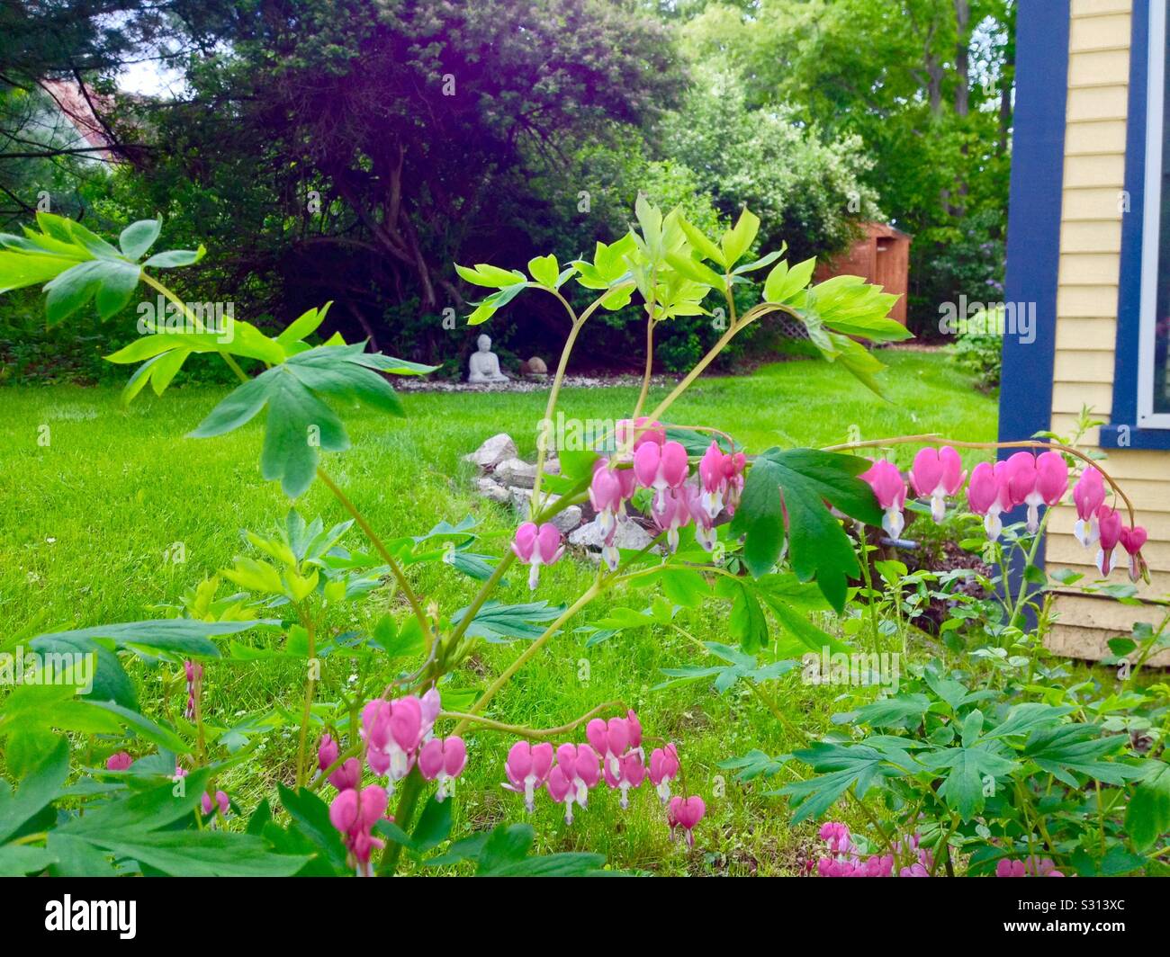 Cuori di spurgo che fiorisce in un giardino estivo con una statua di Budda in background dietro un giallo clapboard antique house nel paese. Foto Stock