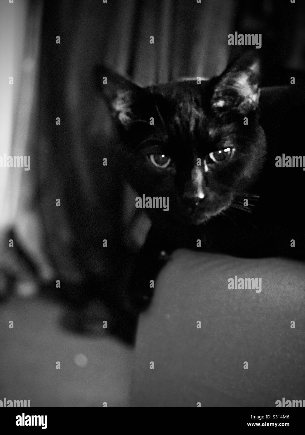Un bellissimo gatto nero sdraiati su un lettino in bianco e nero. Foto Stock