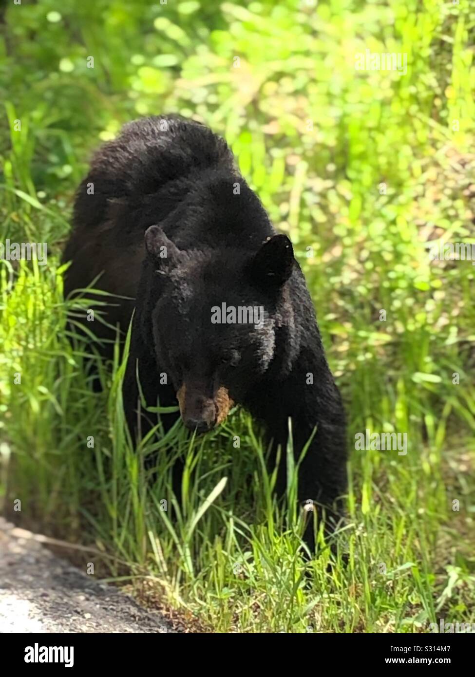 Black Bear Cub mangiando il tarassaco nel Parco Nazionale di Yellowstone. Foto Stock