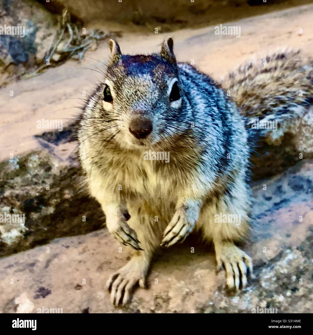 Lo scoiattolo nel Parco Nazionale di Zion, Southern Utah. Foto Stock