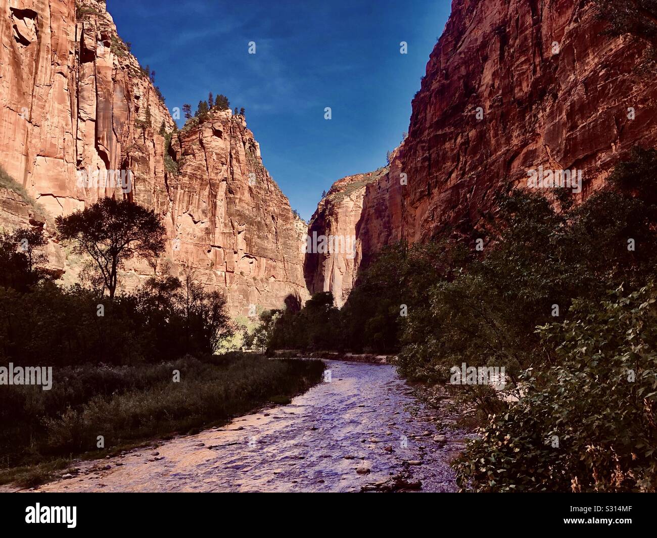 Canyon del Parco Nazionale di Zion. Foto Stock