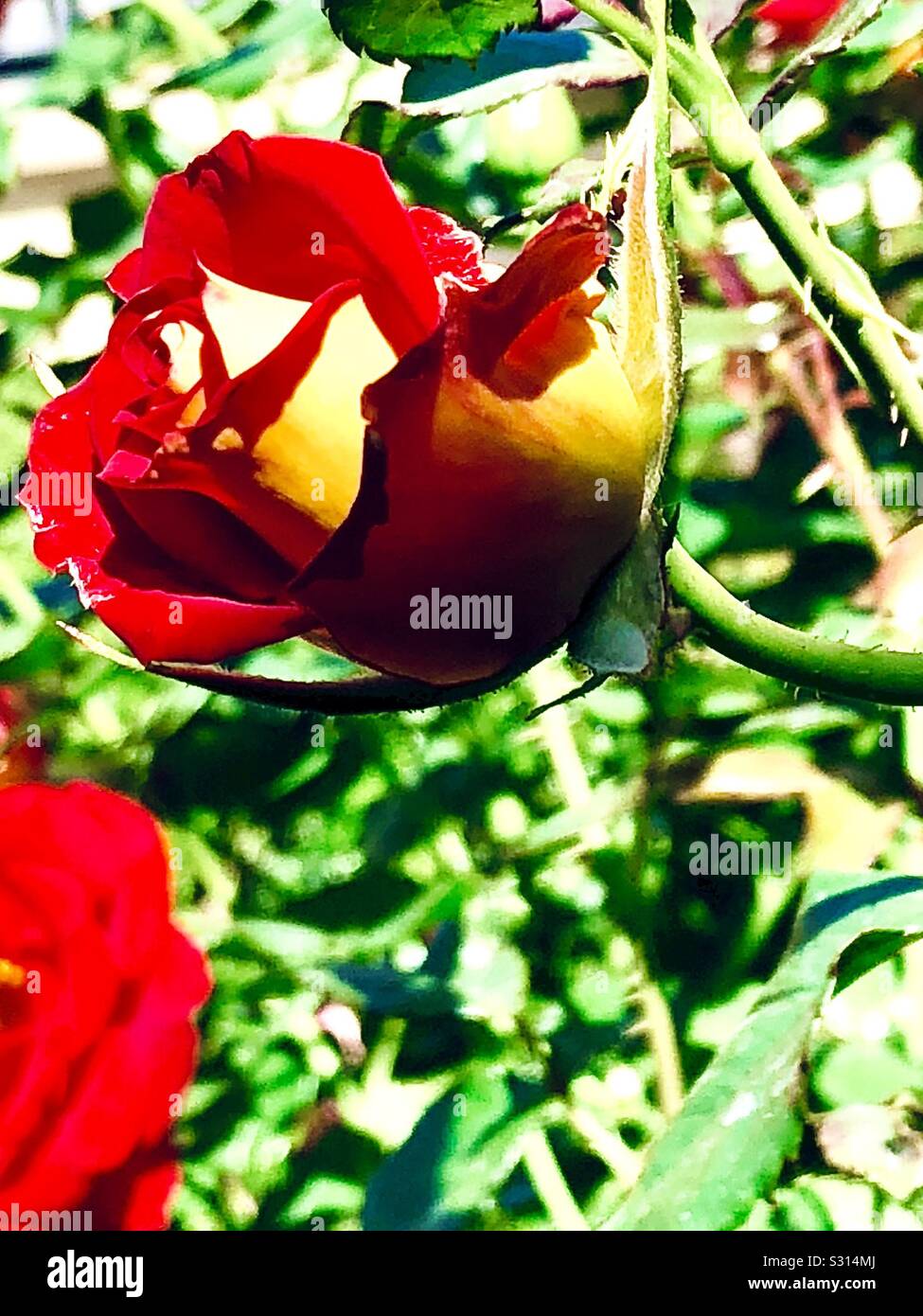 Molla di bellissime rose, la California del Sud Foto Stock