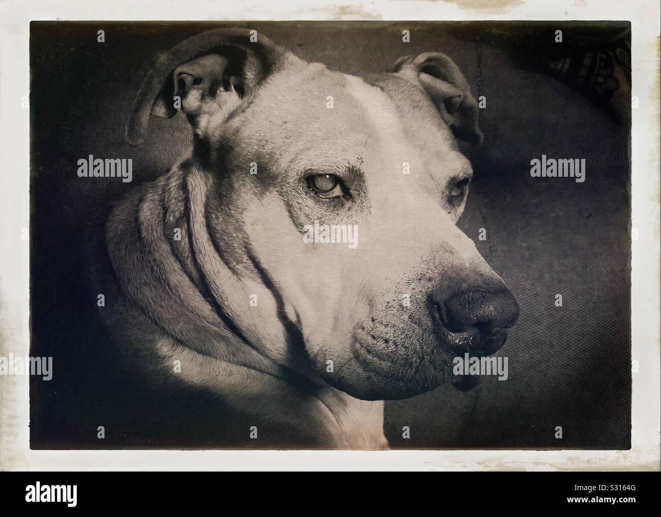 Ritratto di un cane cieco - Immagine stock catturata con smartphone