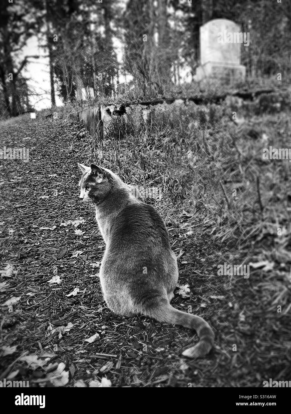 Un gatto in un cimitero. Foto Stock