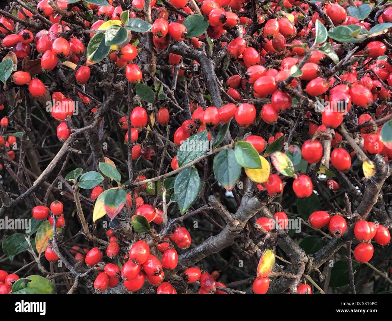 Bacche di colore rosso su una siepe giardino d'inverno a Buckie, Scozia. Foto Stock