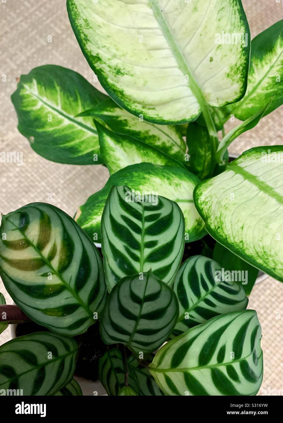 Calathea foglie di pianta con un tessuto di sfondo di rattan Foto Stock
