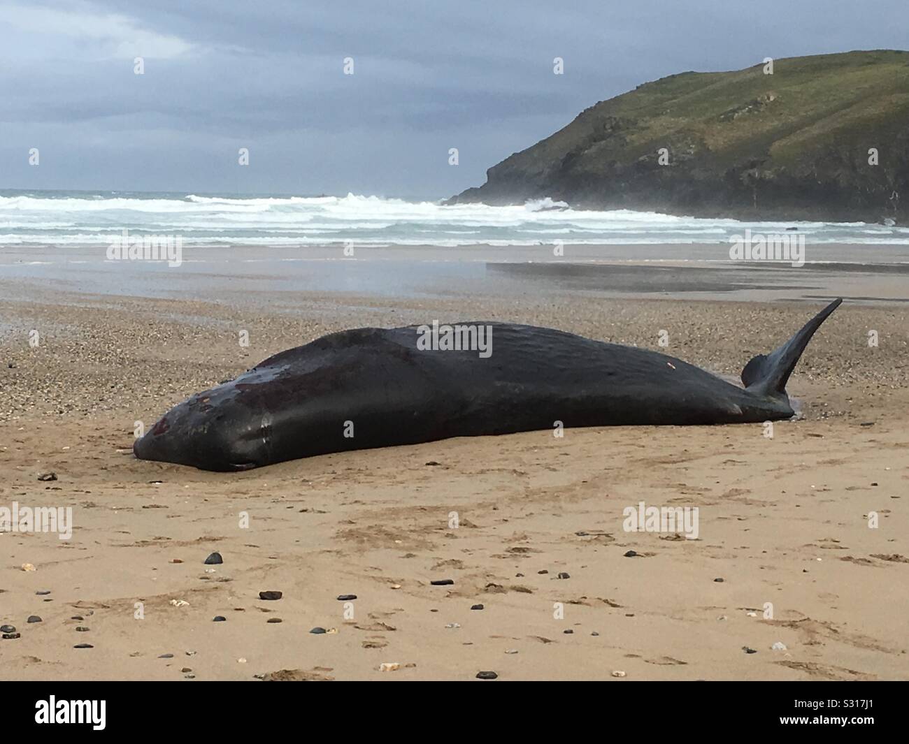 Sperma balena bloccati sulla spiaggia Foto Stock