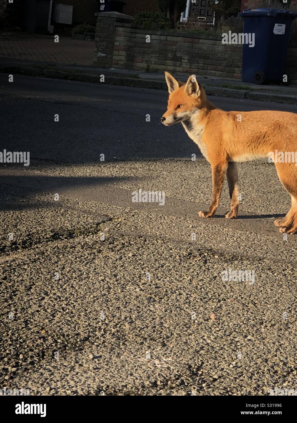 Fox, luce diurna, Londra, natura Foto Stock