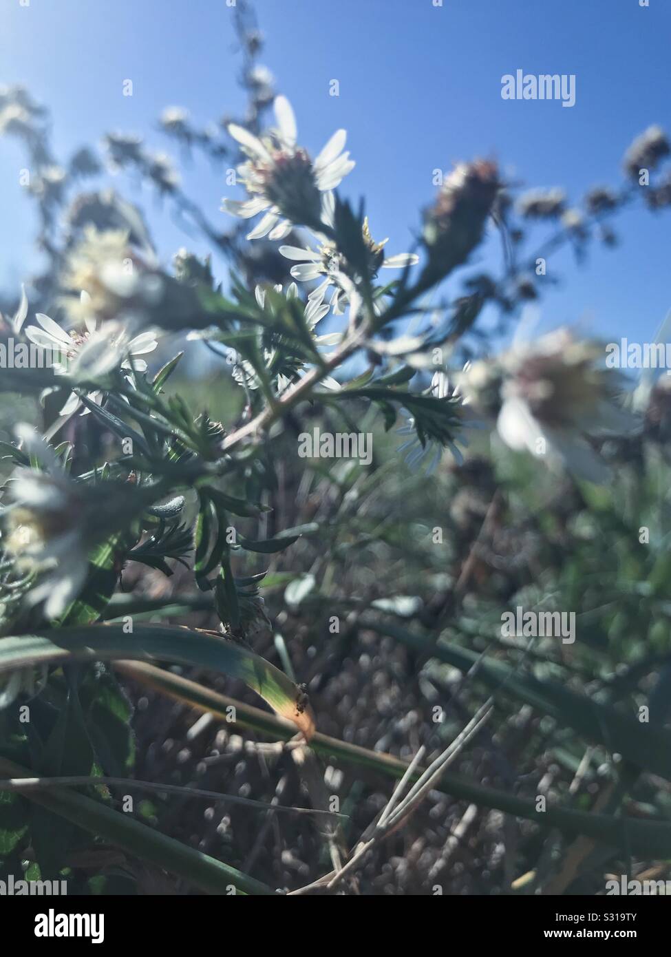 Molla-come giorno di dicembre si ravviva Symphyotrichum pilosum blossom nel North Carolina farm field Foto Stock