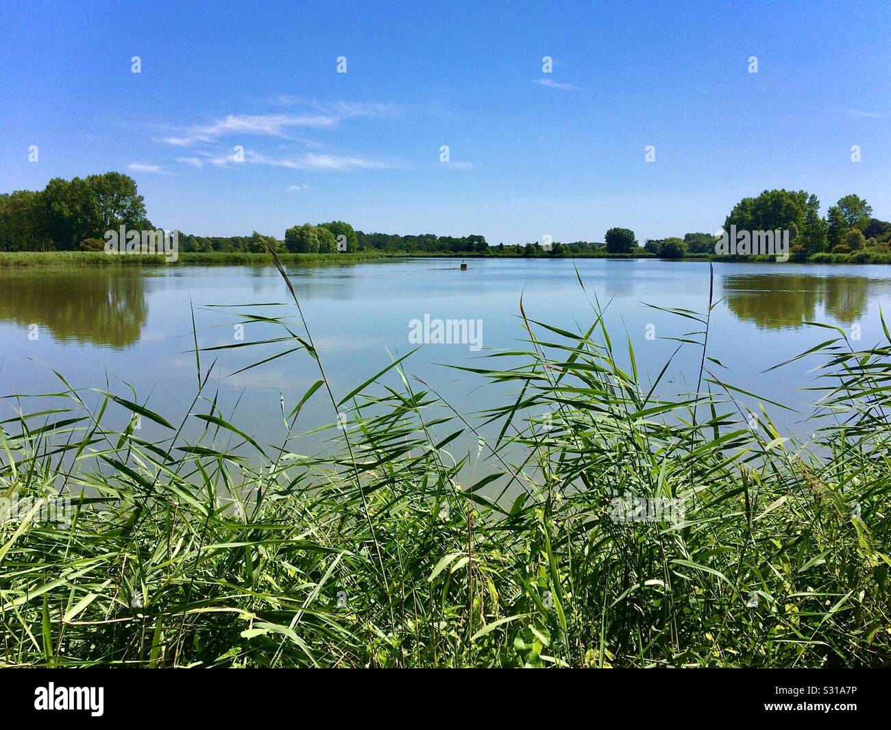 Vista sul tipico lago artificiale in Brenne riserva naturale, Indre, Francia. - Immagine stock catturata con smartphone