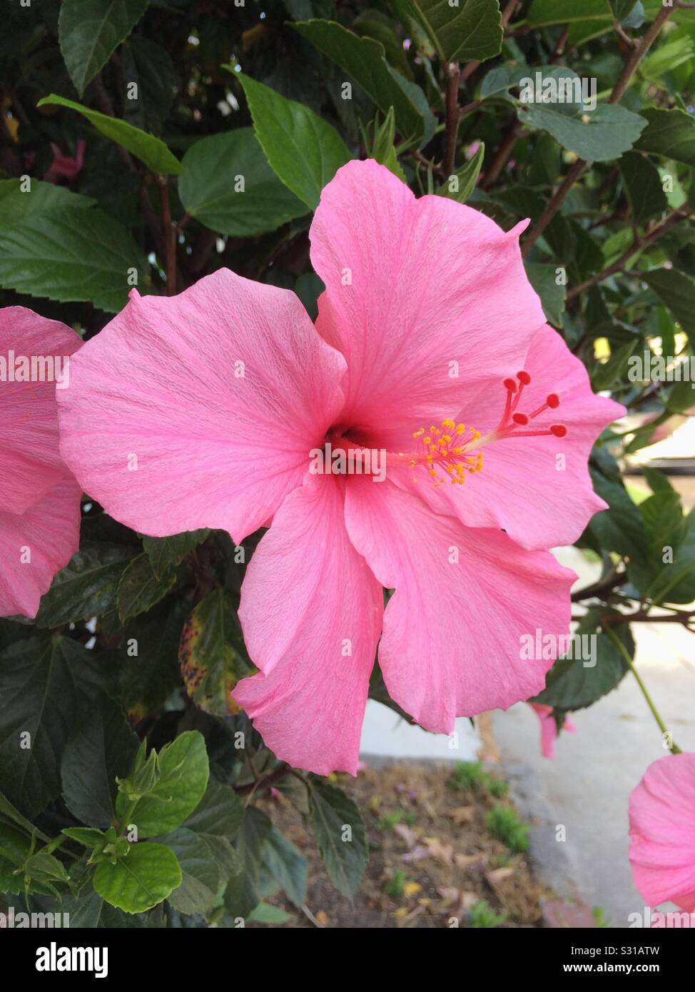 Fiore, Hibiscus, rosa Foto Stock