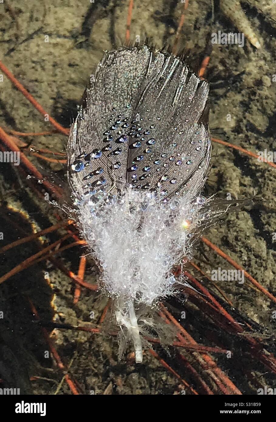 Giù con le goccioline di acqua Foto Stock