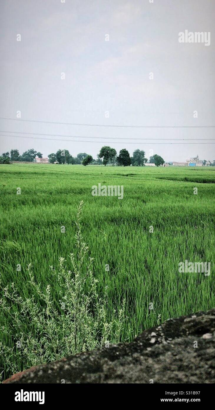 Erba verde campo . Foto Stock