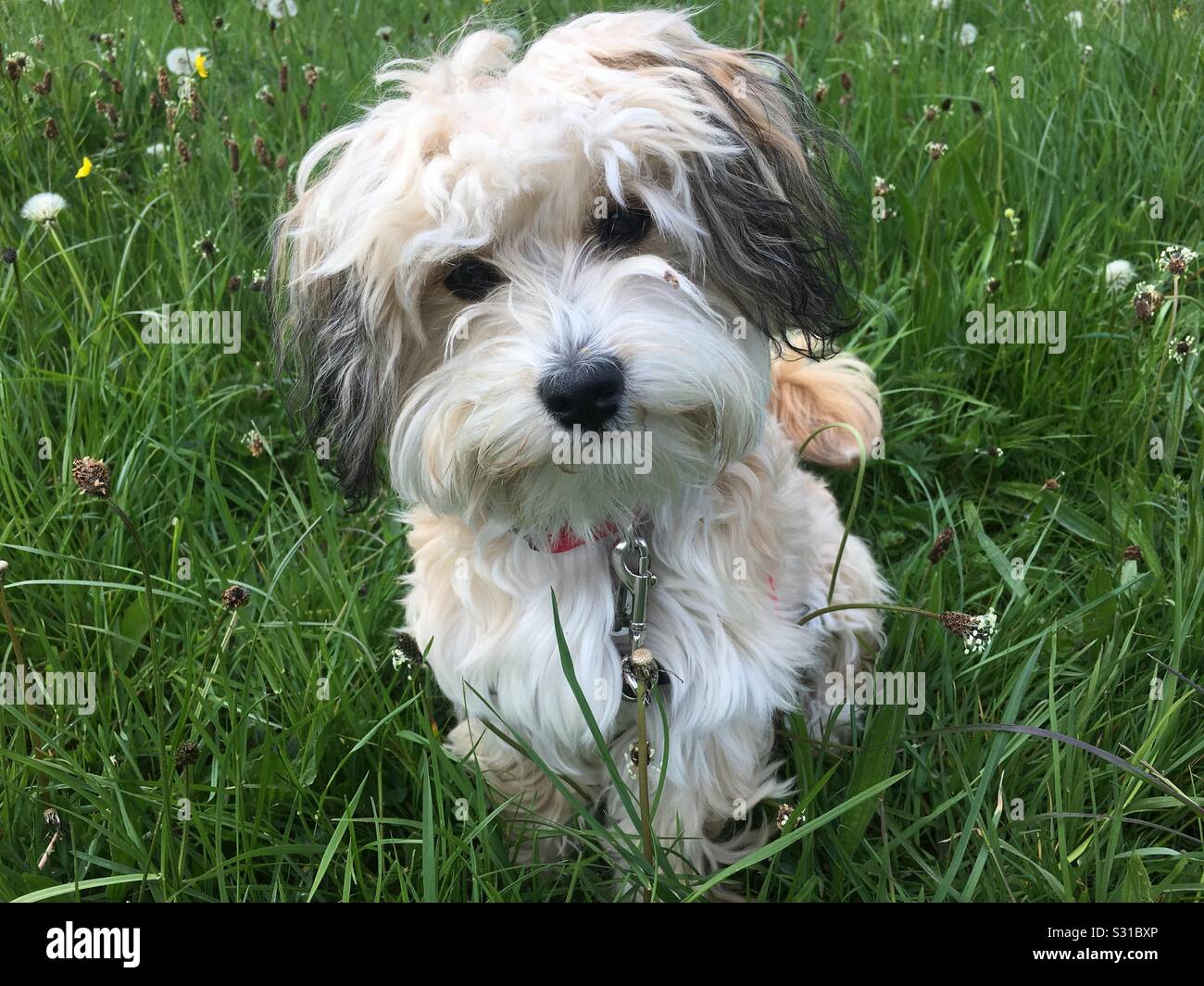 Cane soffice giacente in erba lunga Foto Stock