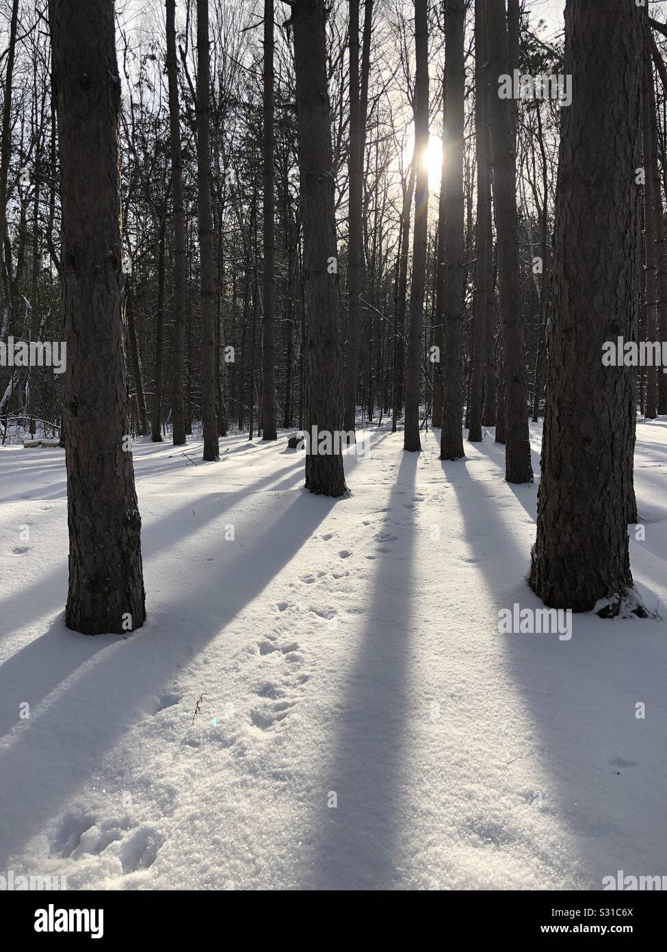 Il cervo tracce di zoccoli in inverno foresta vicino a Ottawa, Ontario,  Canada, 07 Gennaio 2020 Foto stock - Alamy