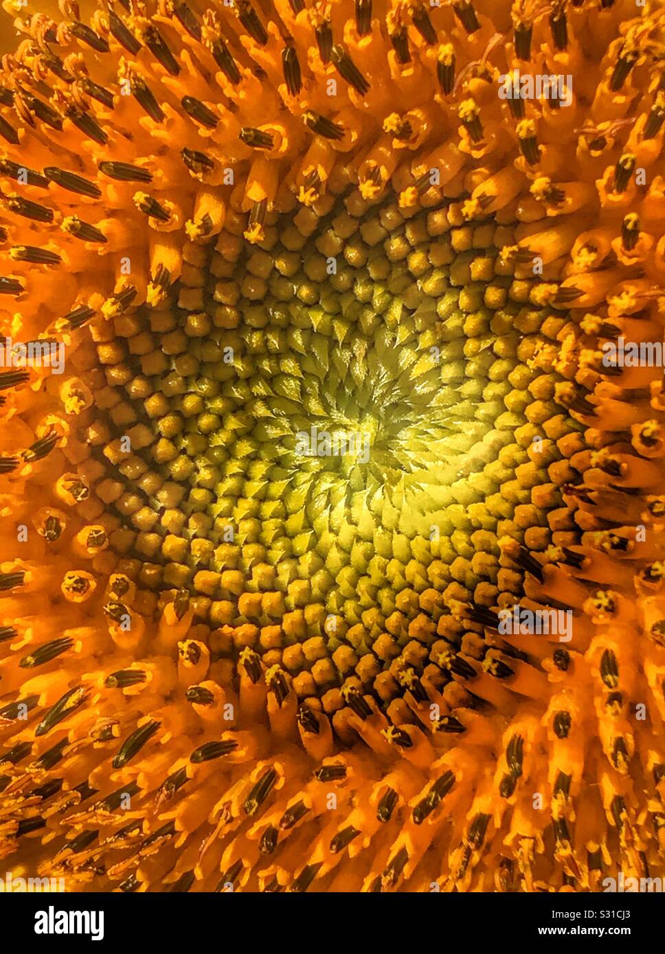 Centro di semi di girasole Foto Stock