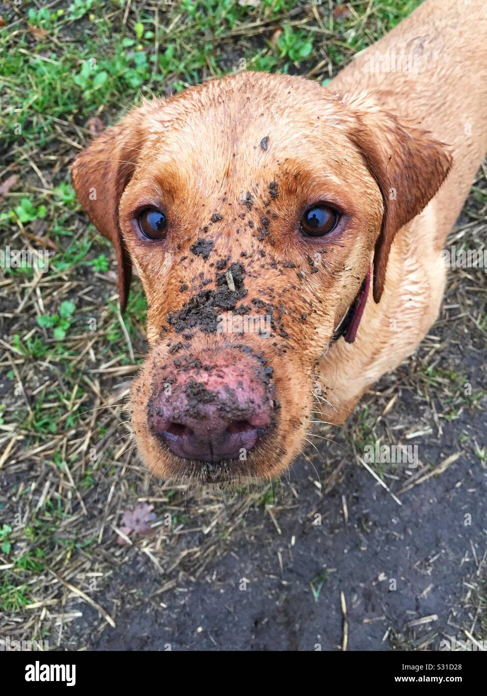 La testa e la faccia di un cane molto sporco coperto di fango e sporcizia e suolo dopo una passeggiata molto lunga con spazio copia - Immagine stock catturata con smartphone