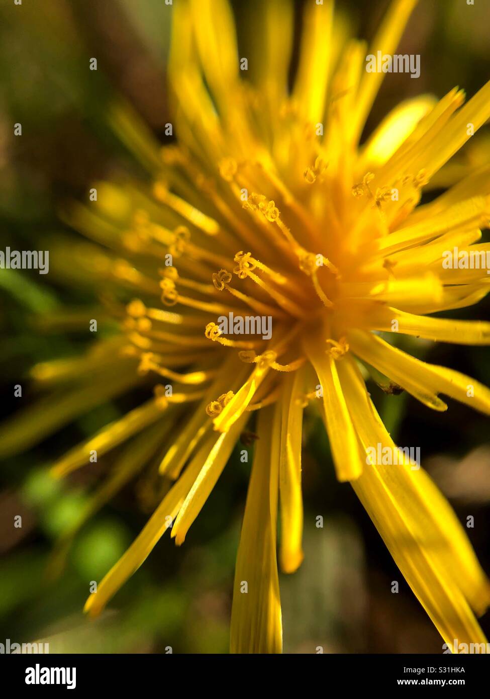 Bella dandelion all'ora d'oro Foto Stock