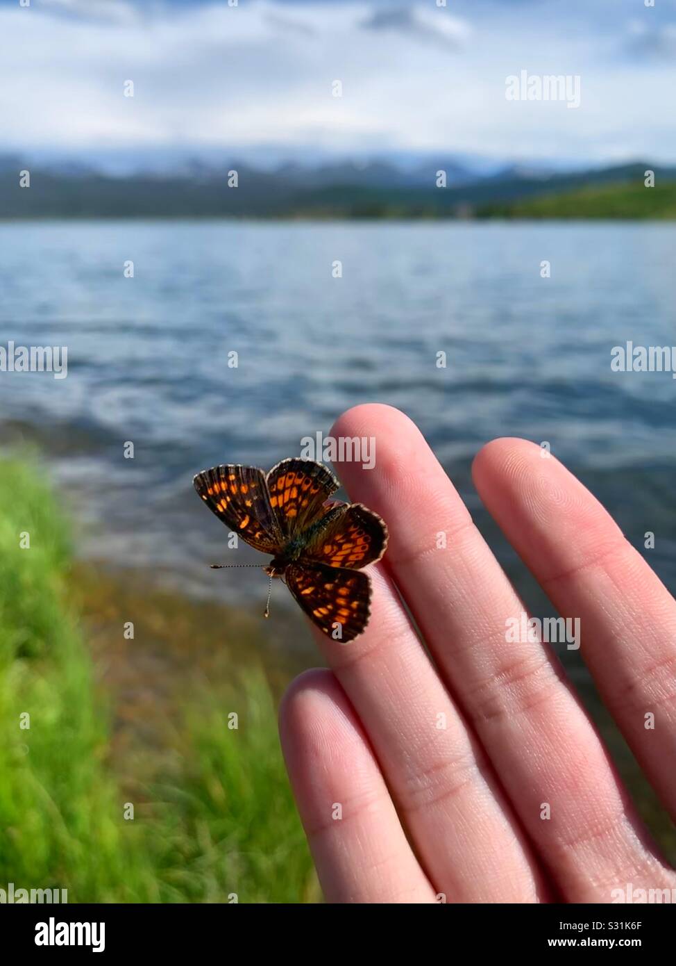 Farfalla a portata di mano Foto Stock