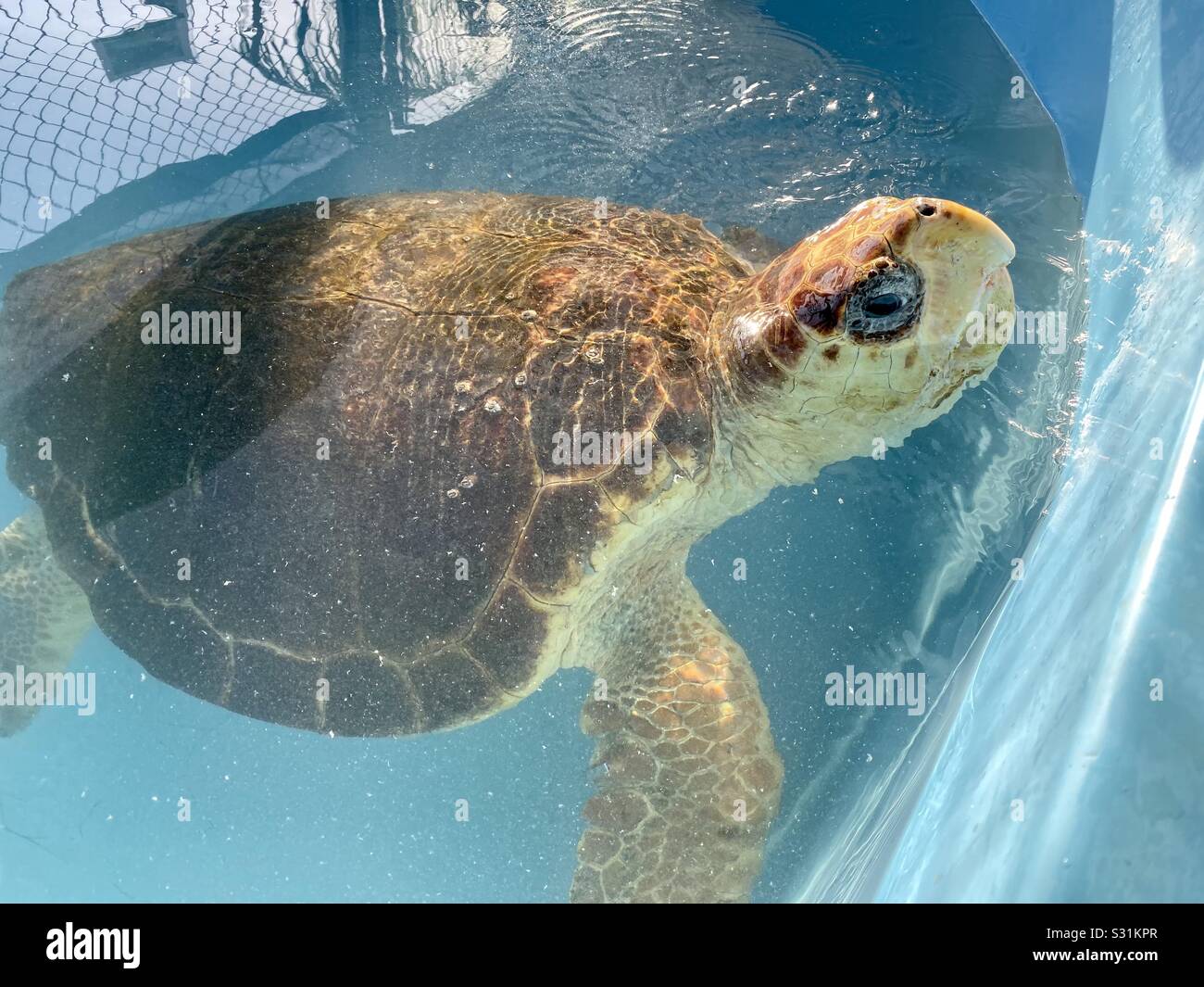 Una tartaruga marina completamente recuperata e pronta per essere rilasciata nuovamente in natura Foto Stock