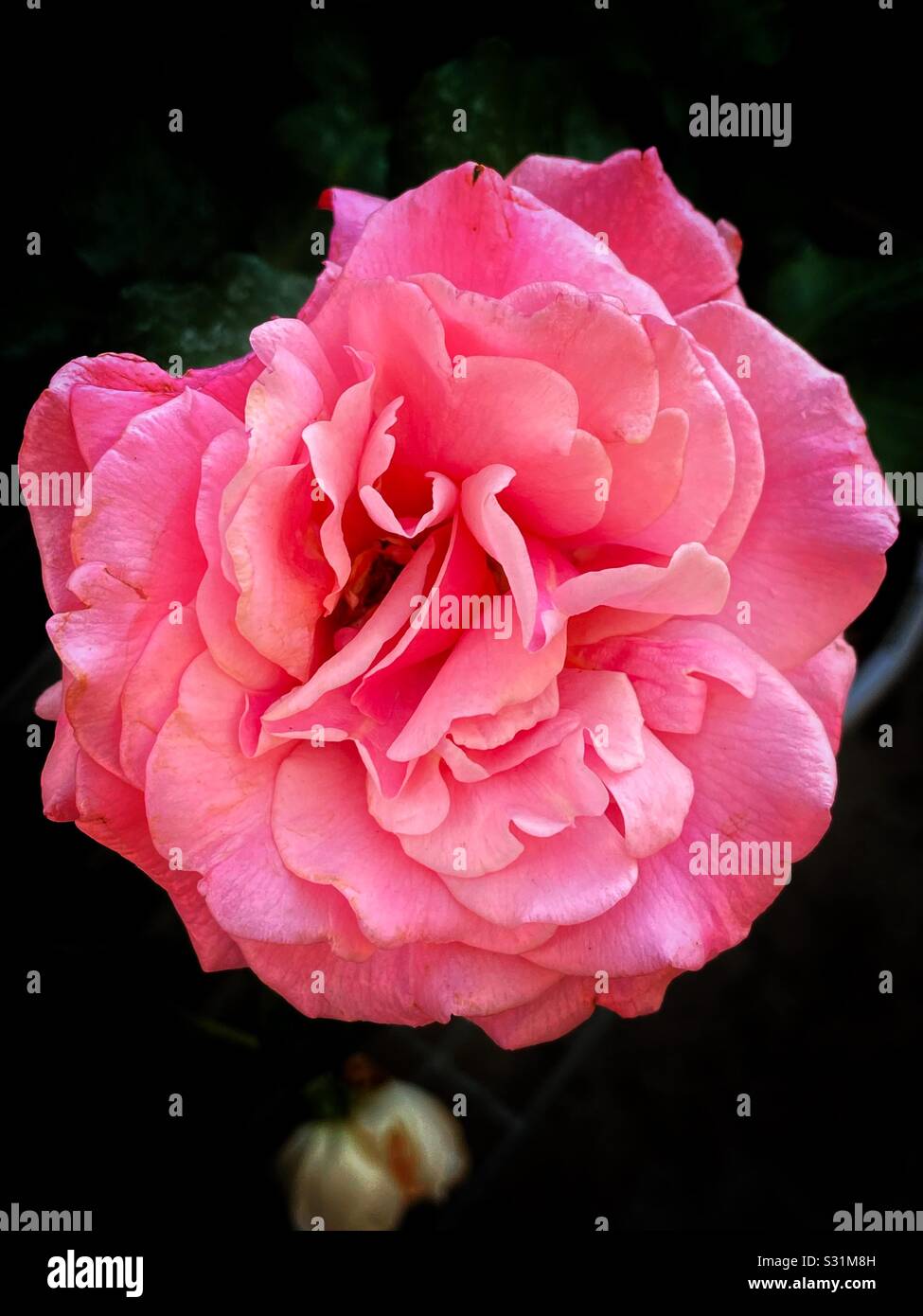 Fiore rosa che ruba i riflettori Foto Stock