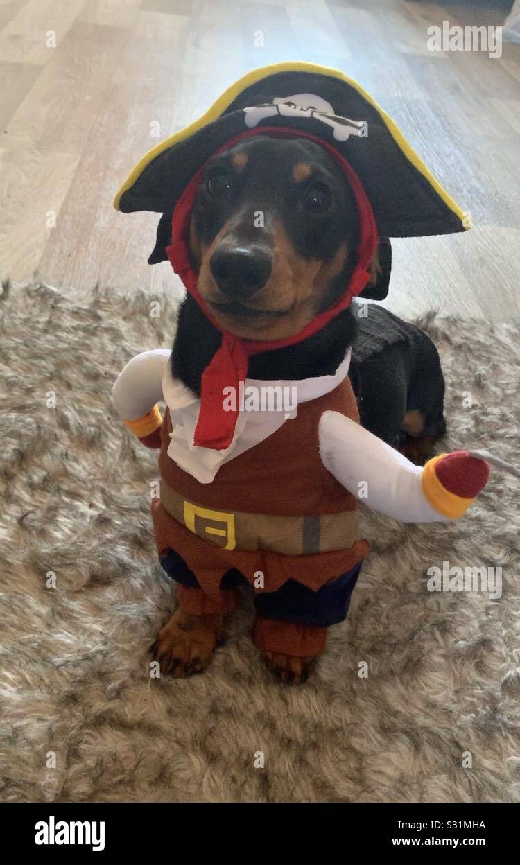 Capelli lisci Nero e Tan miniatura dachshund in un costume pirata posa per la foto Foto Stock