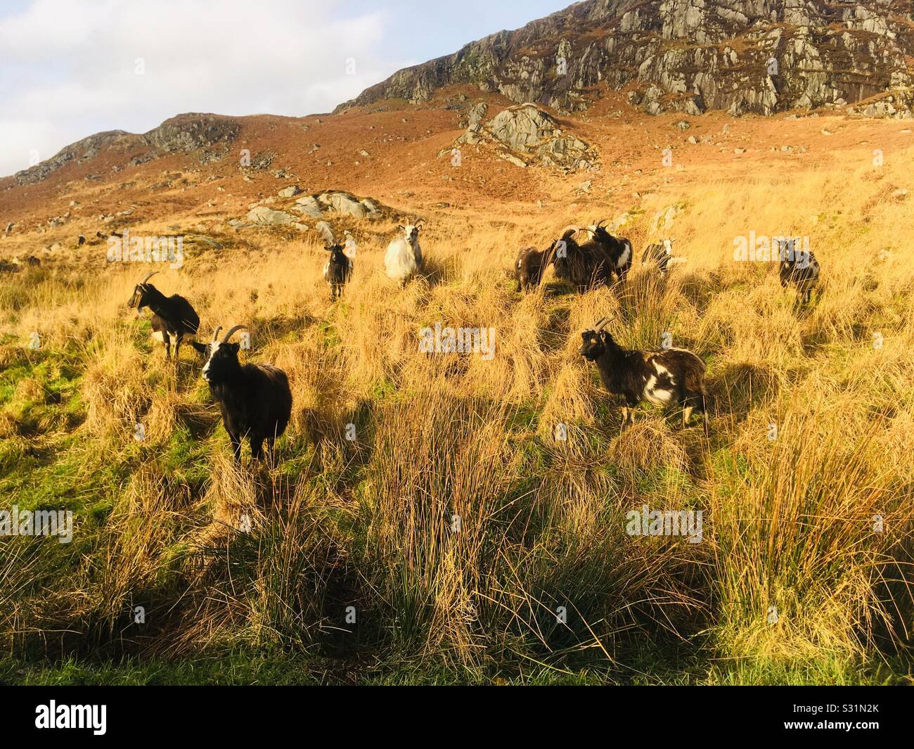 Capre di montagna selvagge sulle colline al Wild Goat Park nel Galloway Forest Park, Dumfries e Galloway, Scozia Foto Stock