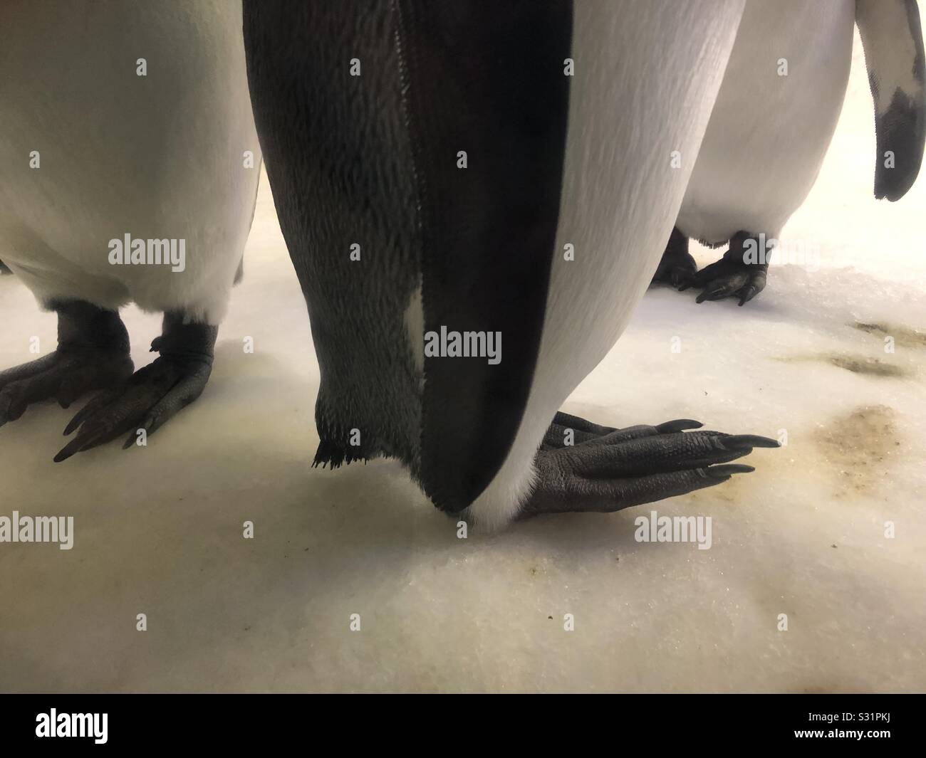 Happy Feet penguin Foto Stock