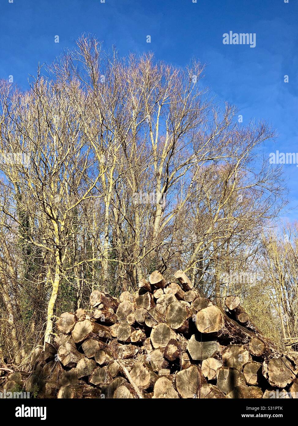 Alberi maturi e pila di tronchi di alberi per la produzione di legno. Foto Stock