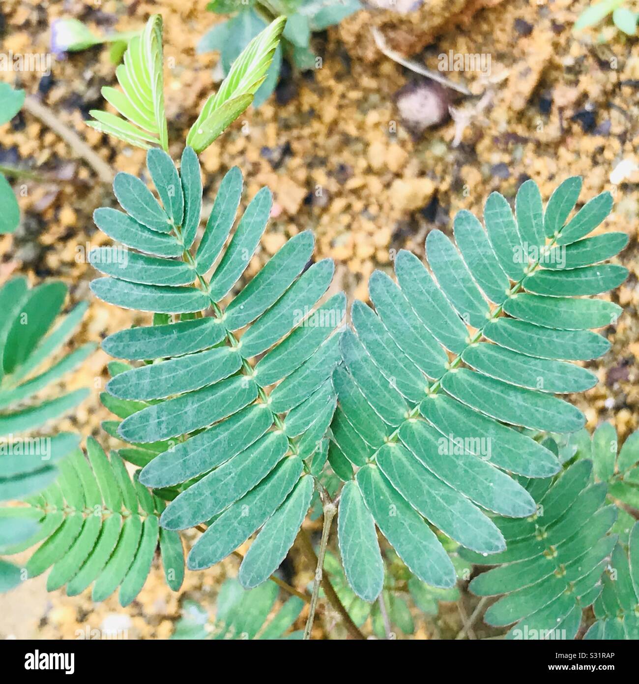 Non mi toccare impianto aka Thottavadi, mimosa pudica Foto Stock