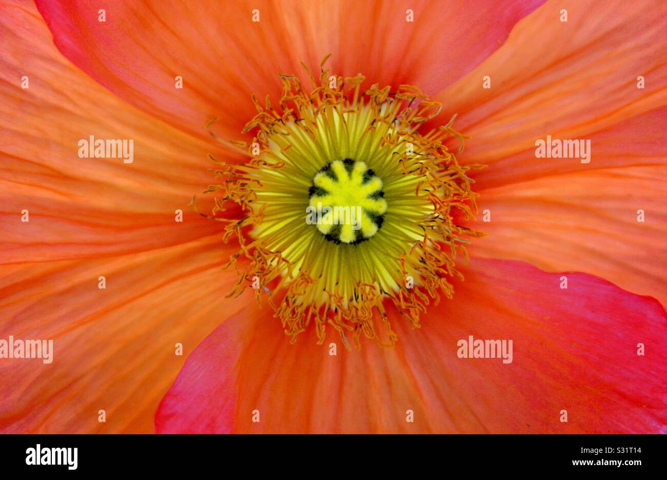 Primo piano di Islanda papavero Foto Stock