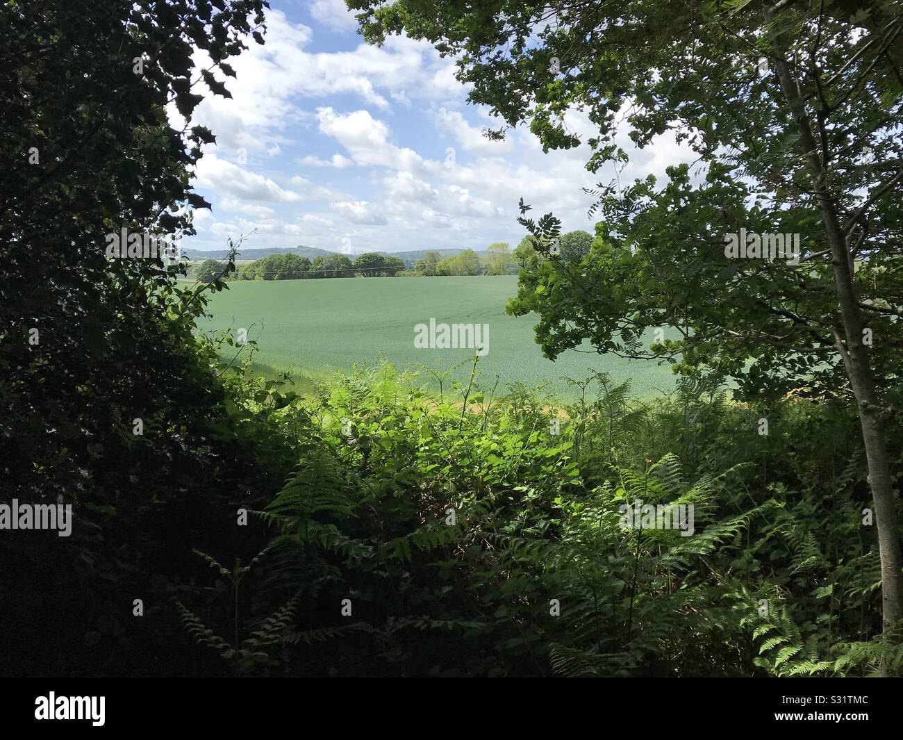 Vista del verde dei campi di grano attraverso il South Downs woodland Foto Stock