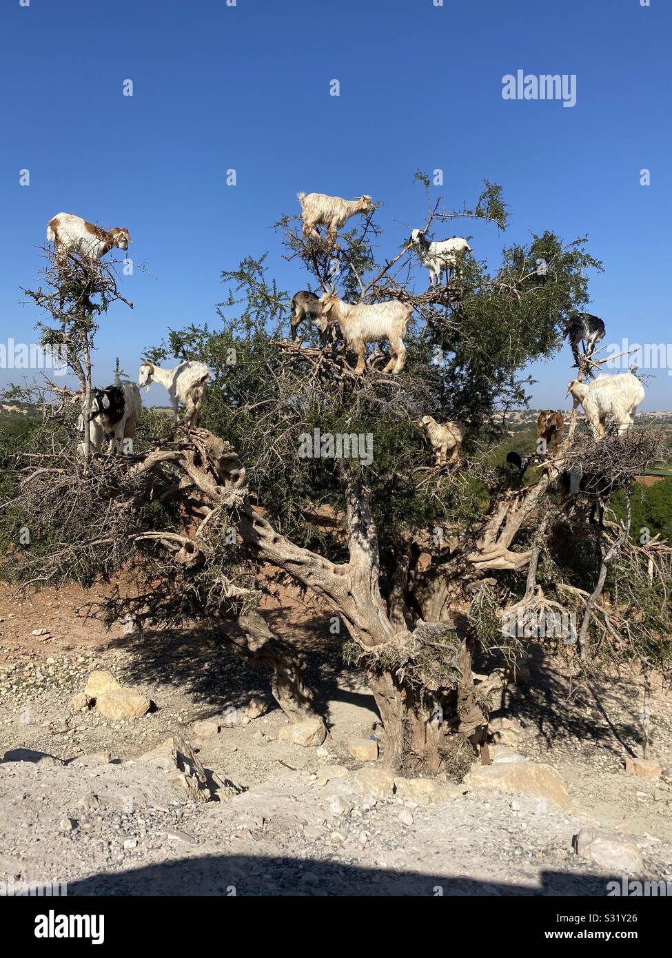 Capre di arrampicata albero di Argan, vicino a Essaouira, a sud-ovest del Marocco. Foto Stock