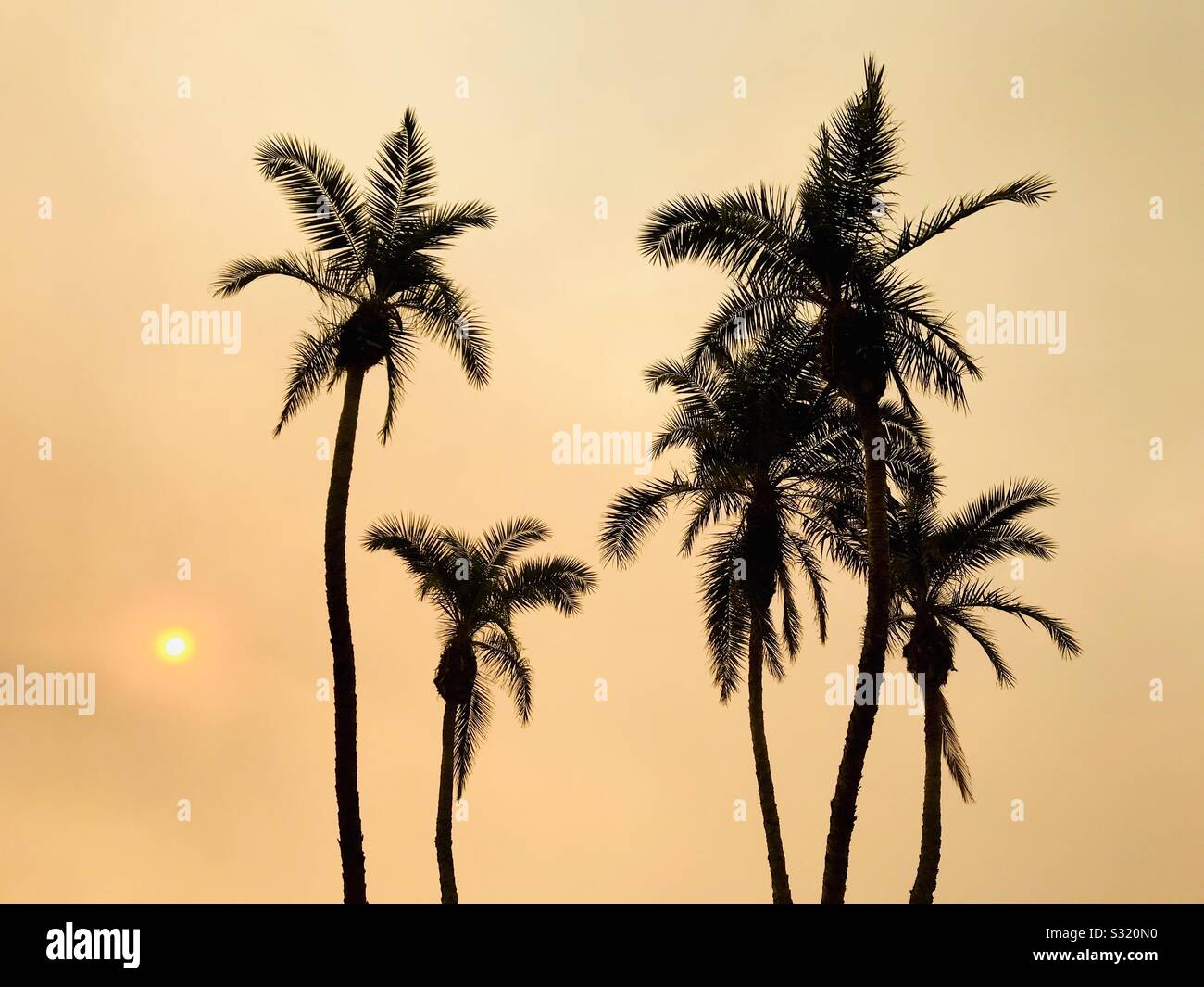 Palme incandescente dal fumo in aria da incendi nelle vicinanze. Ventura, California, Stati Uniti d'America. - Immagine stock catturata con smartphone