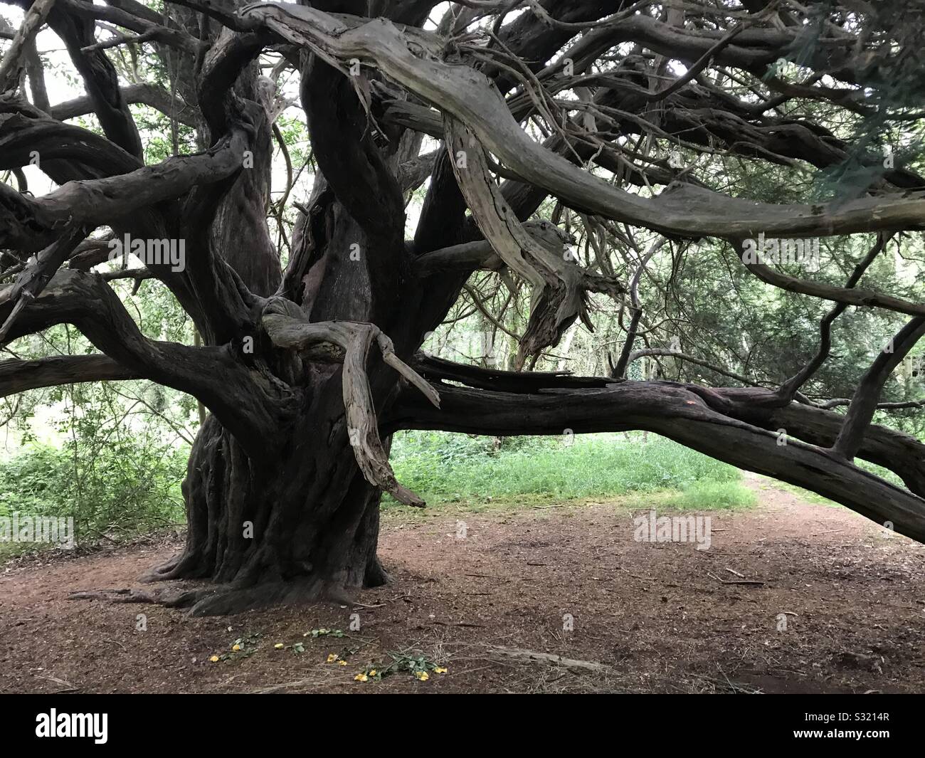 Il vecchio albero di Yew nell antica foresta, Kingley vale la Riserva Naturale, West Sussex - Immagine stock catturata con smartphone