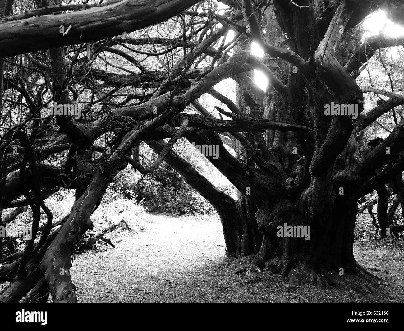 Antica yew alberi formanti archway. Kingley vale la Riserva Naturale. Fotografia in bianco e nero Foto Stock