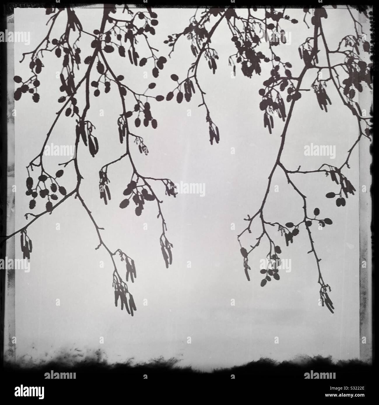 Amenti su un albero, silhouette di sera in inverno Foto Stock