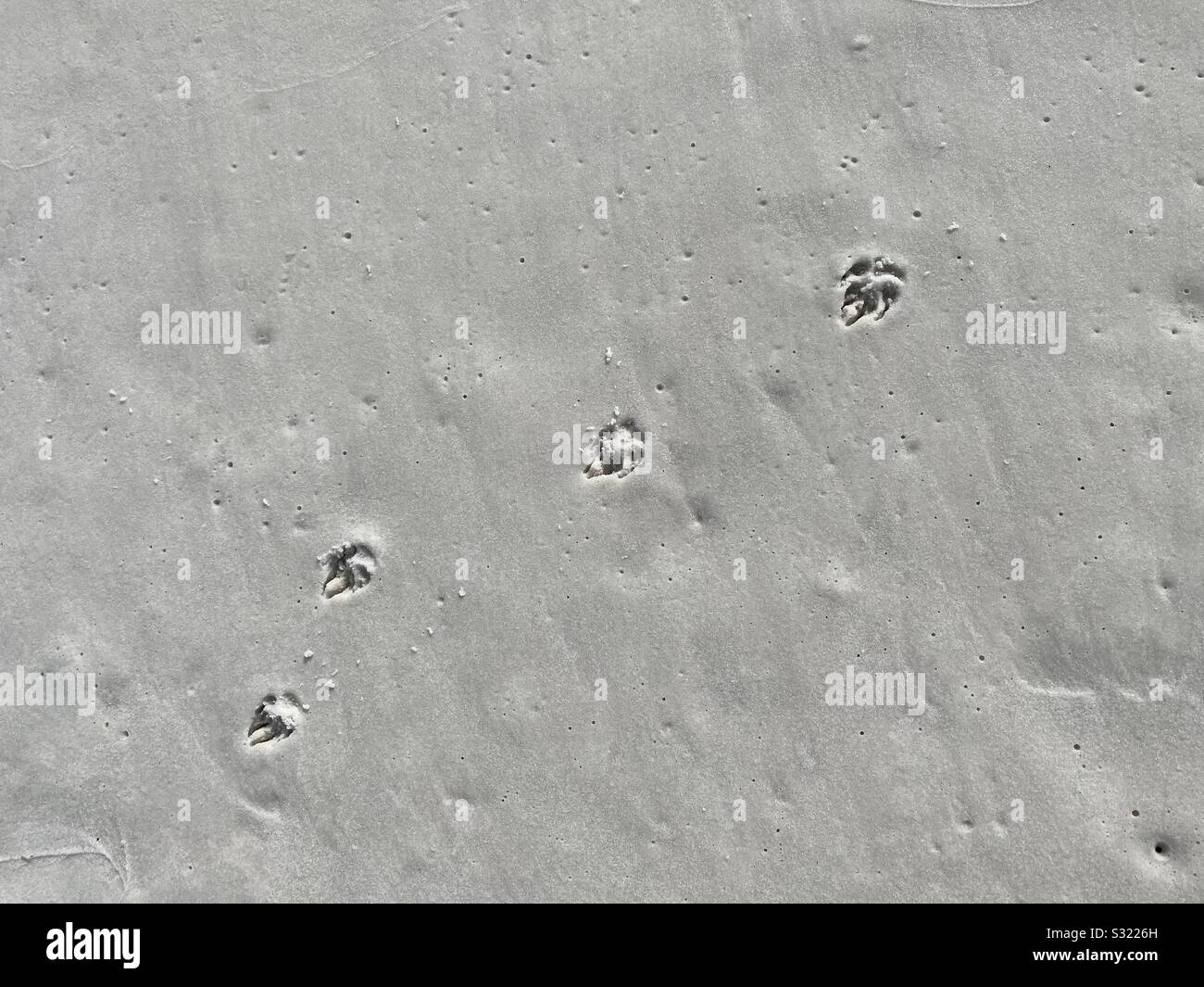 Stampe di cane nella sabbia sulla spiaggia Foto Stock
