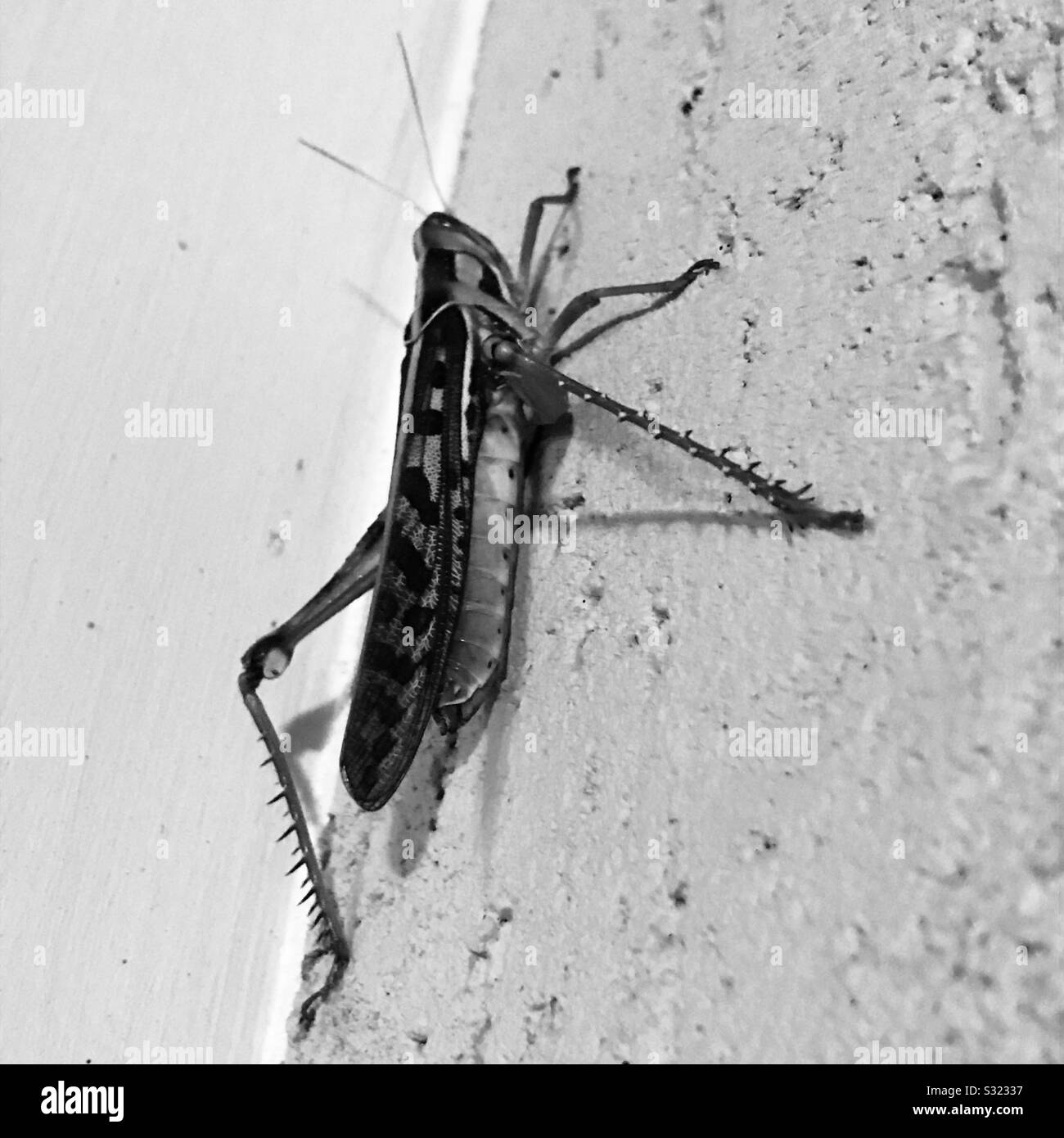 Black & White immagine di una cavalletta,short cornuto Grasshopper con gambe pelose andando a volare, ingrandita Foto Stock