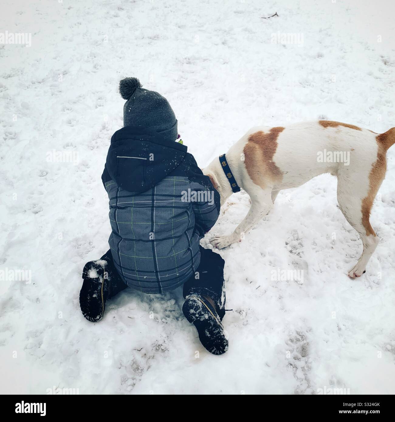 Foto del primo piano di un cane immagini e fotografie stock ad alta  risoluzione - Alamy