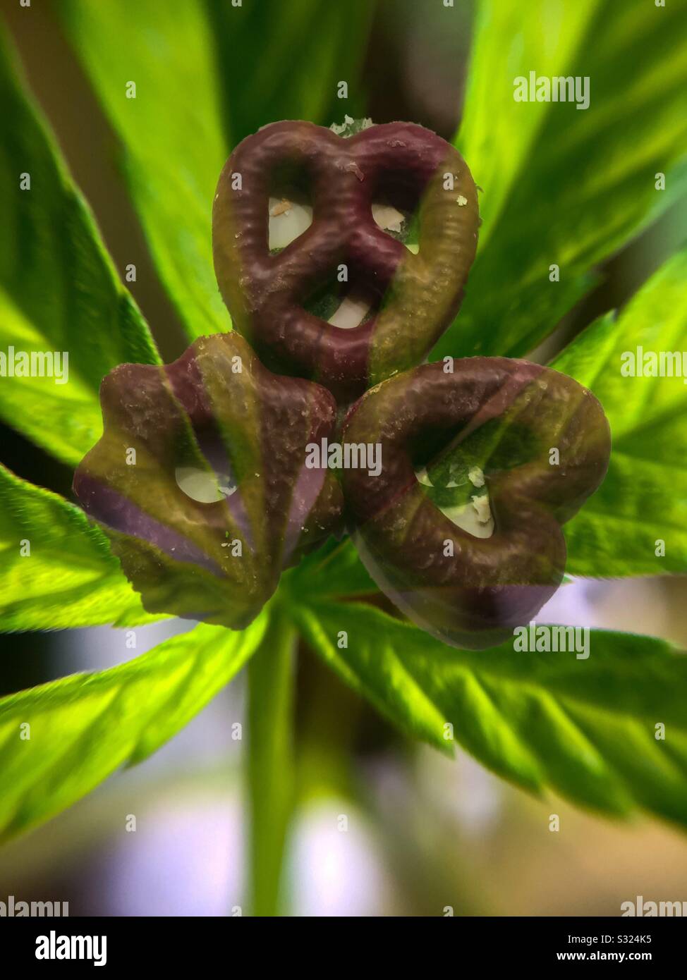 Diboli di cannabis, compositi con foglie di marijuana. Cookie. Biscotti. Muffin. Prodotti da forno. Cibo. Alzati. Non fumatori. - Immagine stock catturata con smartphone
