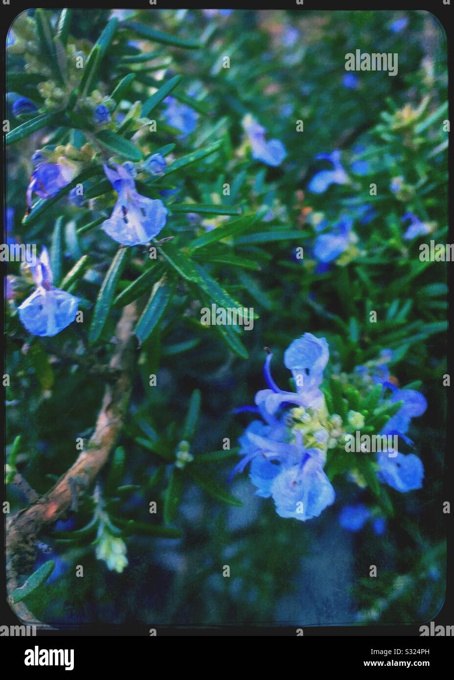 Fiori blu su una pianta di rosmarino Foto Stock