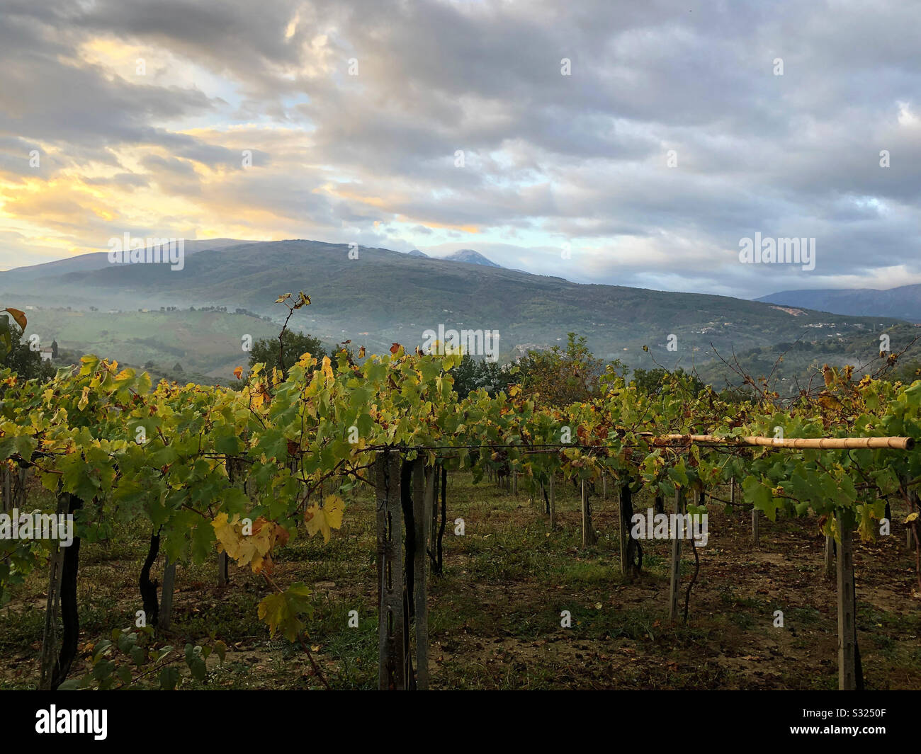 Vigneto italiano al tramonto Foto Stock